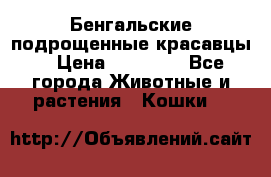 Бенгальские подрощенные красавцы. › Цена ­ 20 000 - Все города Животные и растения » Кошки   